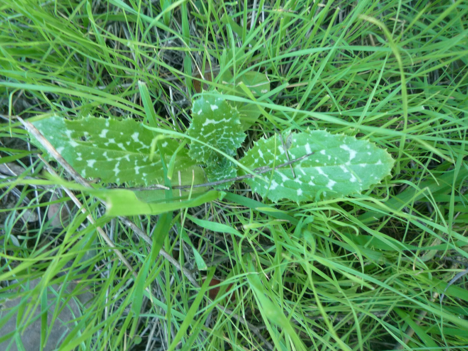 High Resolution Silybum marianum Shoot